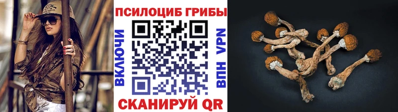 Галлюциногенные грибы Psilocybine cubensis  Сосновый Бор 